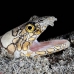 eel_snake_napoleon_c_gb_h_0085_kom0204.jpg